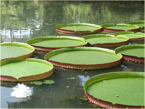 Wiktoria królewska lilia wodna największa! Wiktoria amazońska