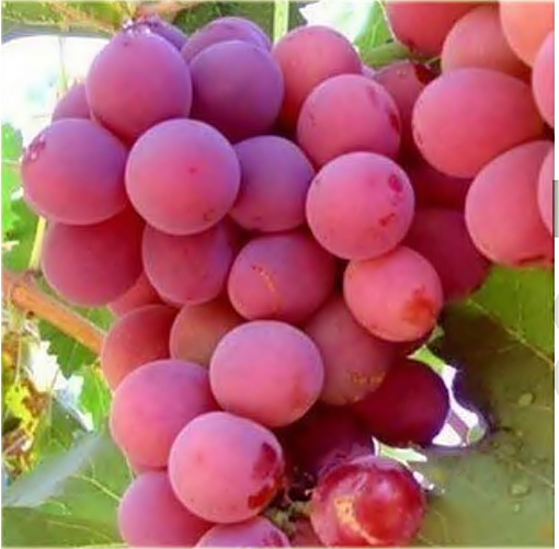 Winogron gigantyczne czerwone winogrona