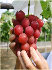 Winogron gigantyczne czerwone winogrona
