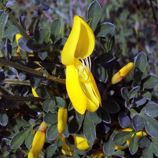 Żarnowiec miotlasty żółty, Szczodrzeniec Cytisus scoparius
