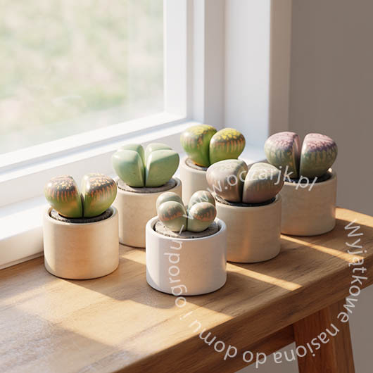 Nasiona Żywe kamienie Lithops pseudotruncatella