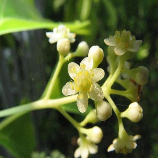 Cynamonowiec kamforowy, Cinnamomum camphora