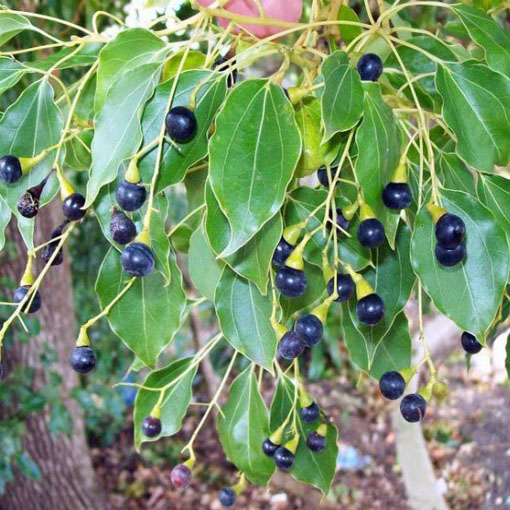 Cynamonowiec kamforowy, Cinnamomum camphora