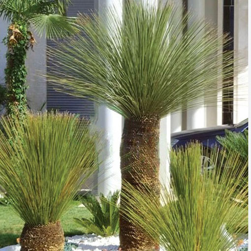 Dasylirion, Dasylirion longissima