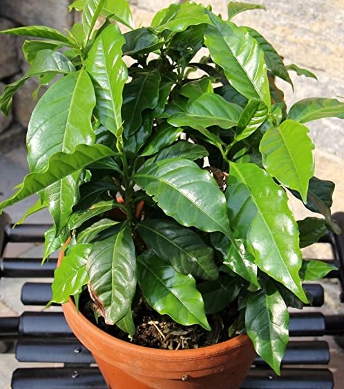 Drzewko kawowe nana, Coffea arabica nana