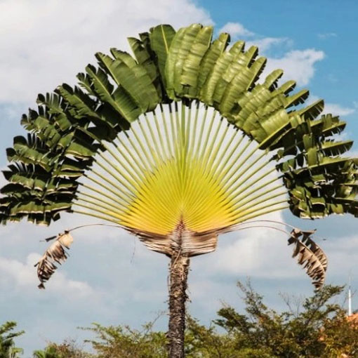 Drzewo podróżników, Ravenala madagascariensis