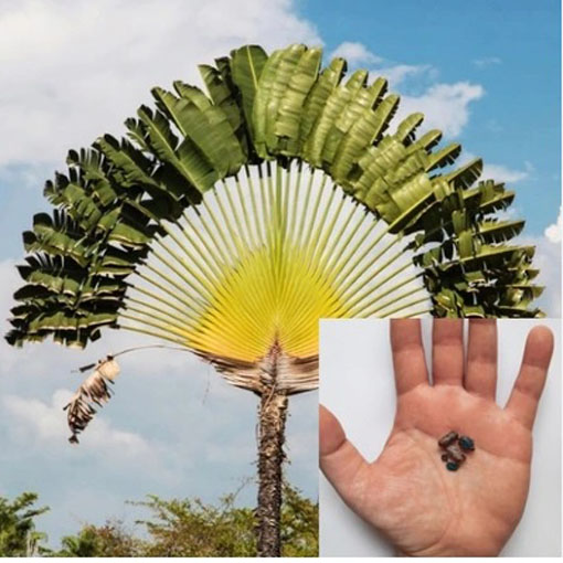 Drzewo podróżników, Ravenala madagascariensis