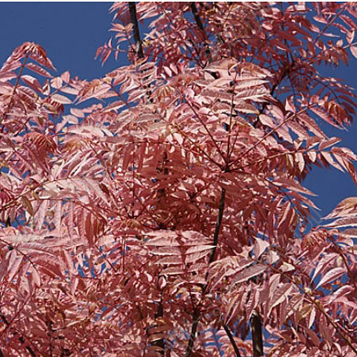 Drzewo warzywne, Toona sinensis