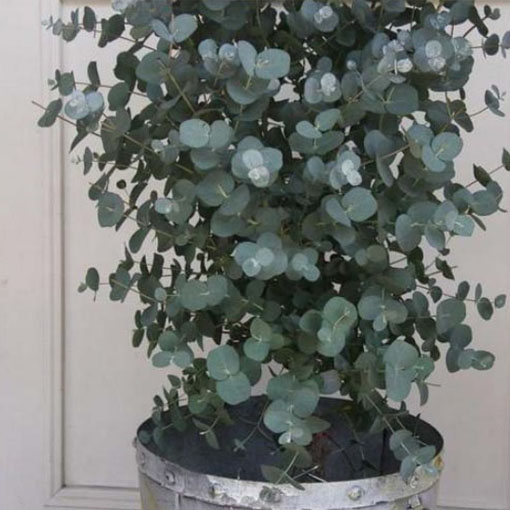 Eukalipus z Australi, Eucalyptus cinerea