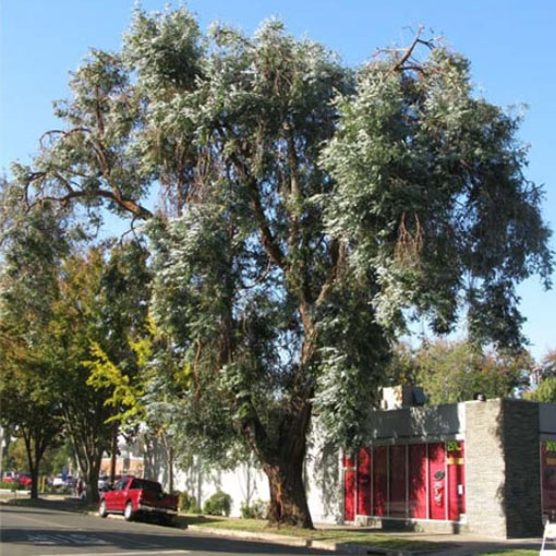 Eukalipus z Australi, Eucalyptus cinerea
