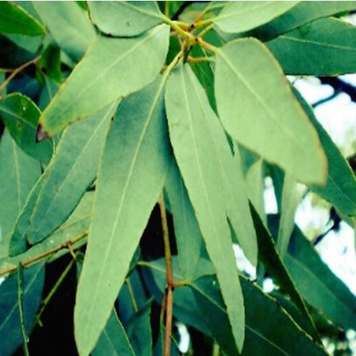 Eukaliptus cytrynowy, Eucalyptus citriodora