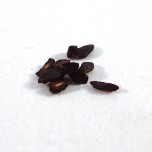 Eukaliptus cytrynowy, Eucalyptus citriodora