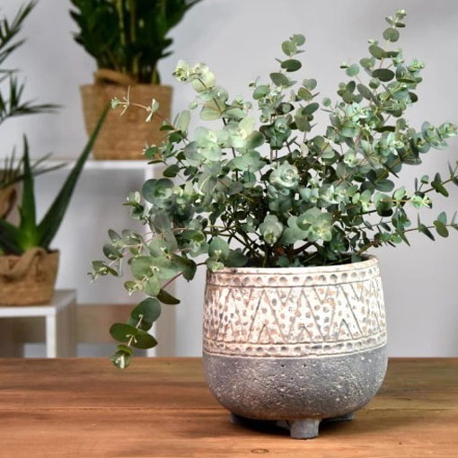 Eukaliptus Gunna, Eucalyptus gunnii	