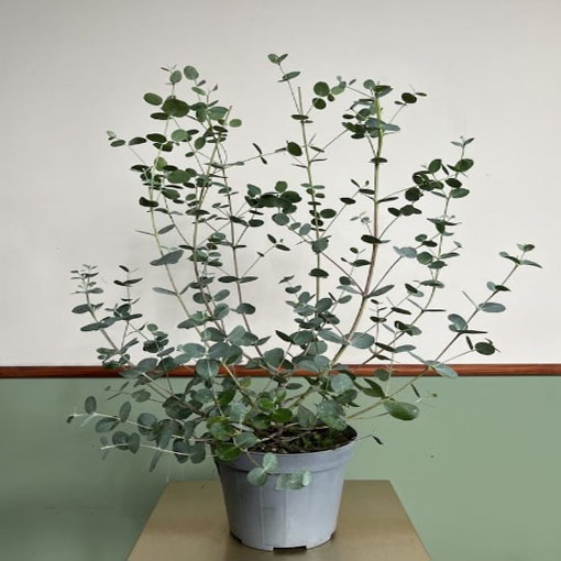 Eukaliptus Gunna, Eucalyptus gunnii