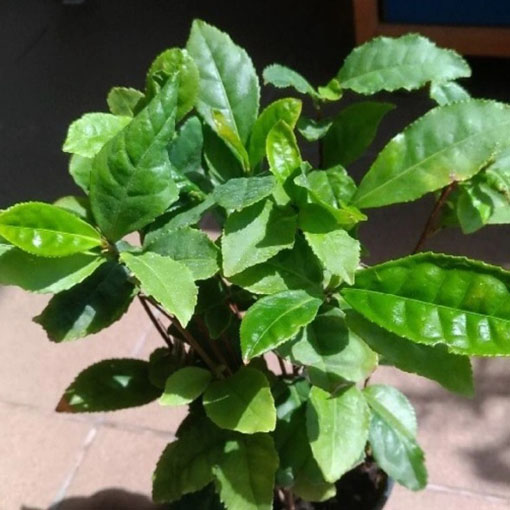 Herbata chińska, Thea sinensis