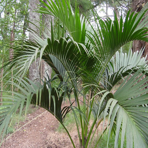 Howea Forstera, Howea forsteriana