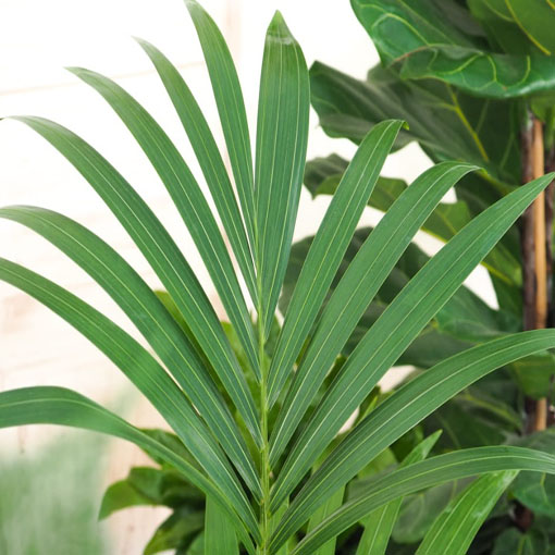 Howea Forstera, Howea forsteriana