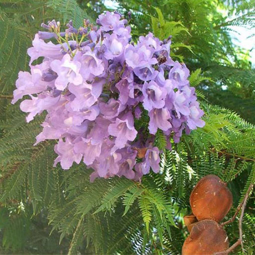 Jakaranda mimozolistna z Ameryki Południowej, Jacaranda mimosifolia