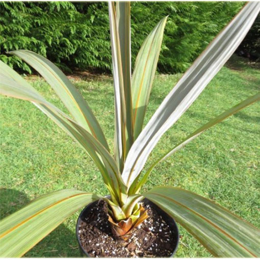 Kapuściane drzewo, Cordyline indivisa