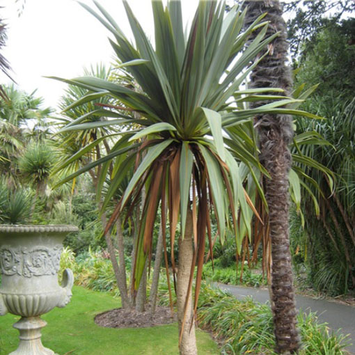 Kapuściane drzewo, Cordyline indivisa