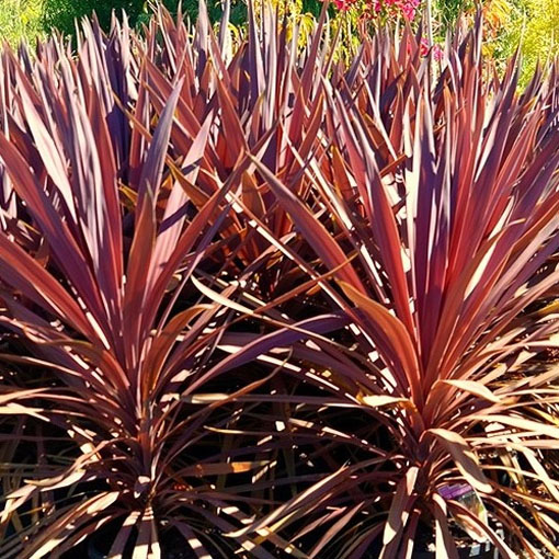 Kordylina Purpurea, Cordyline australis Purpurea
