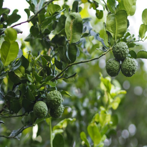 Limonka Kaffir, papeda, Citrus histrix