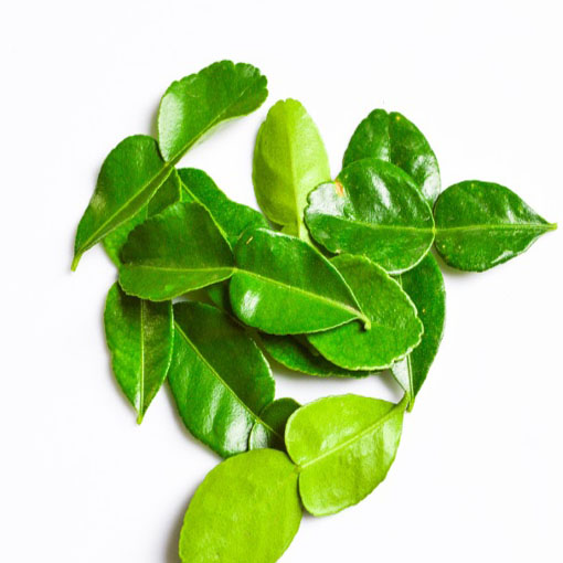 Limonka Lima Kaffir, znana także pod nazwą Papeda, Skrzydła Anioła, Kieffer, Makrut, Lima Tajlandzka czy dzika Lima, jest niezwykle oryginalną rośliną cytrusową.