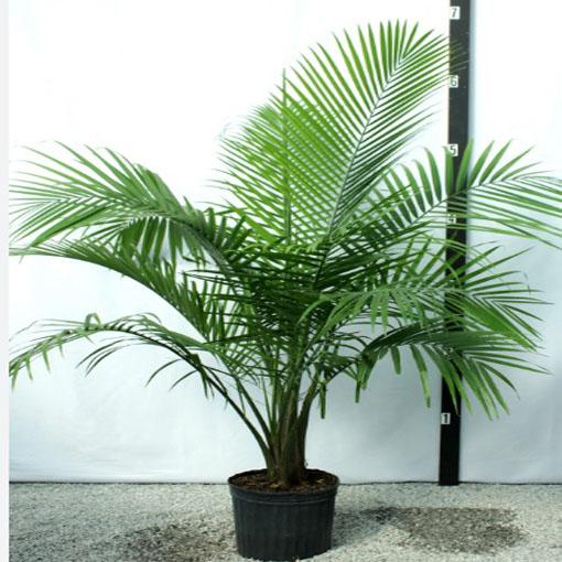 Majestic palm, Ravenea rivularis