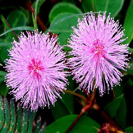 Mimoza wstydliwa, Mimosa pudica