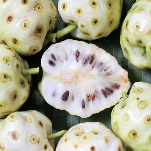 Morwa indyjska, Morinda citrifolia