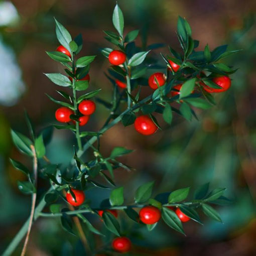 Myszopłoch kolczasty, Ruscus aculeatus