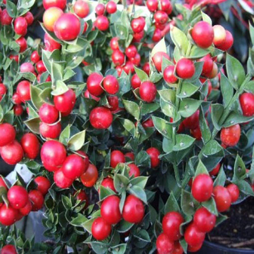 Myszopłoch kolczasty, Ruscus aculeatus