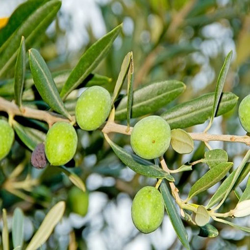 Oliwka europejska, Olea europea