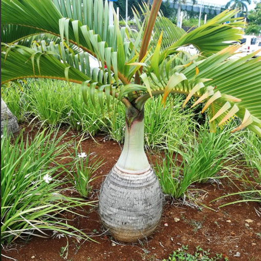 Palma butelkowa, Hyophorbe lagenicaulis