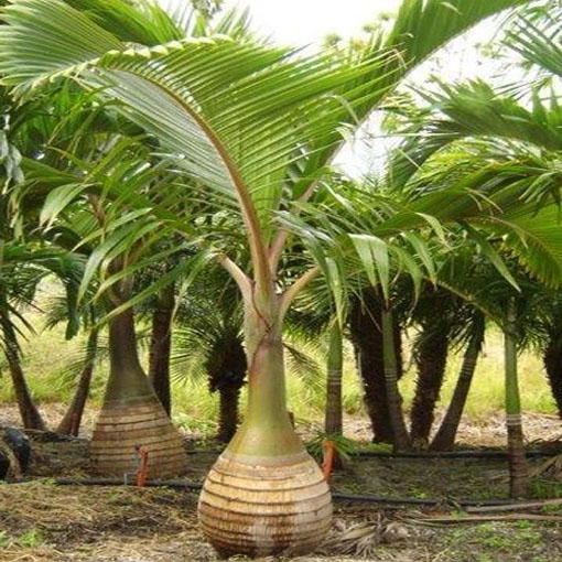 Palma butelkowa, Hyophorbe lagenicaulis