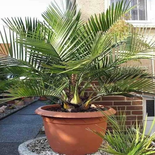 Palma miodowa, Jubaea chilensis