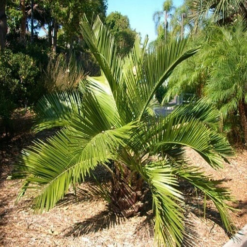 Palma miodowa, Jubaea chilensis