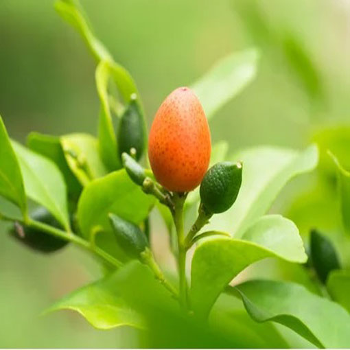 Pomarańczo-jaśmin, Murraya panniculata