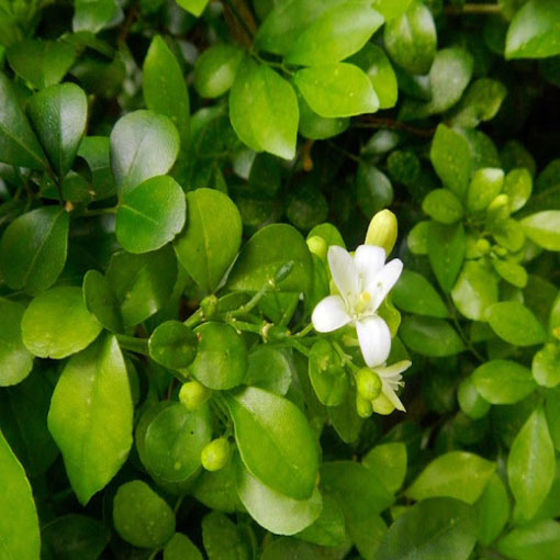 Pomarańczo-jaśmin, Murraya panniculata