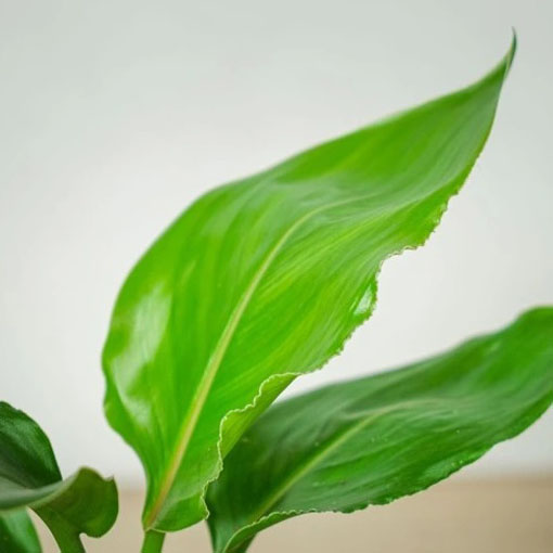 Sterlicja królewska, Strelitzia reginae