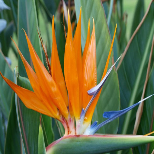 Sterlicja królewska, Strelitzia reginae