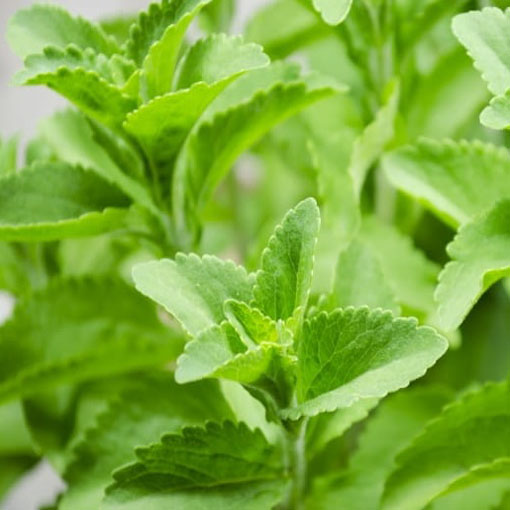 Stewia, Stevia rebaudiana