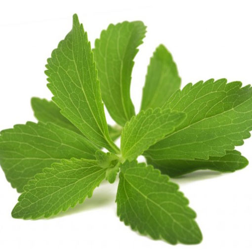 Stewia, Stevia rebaudiana