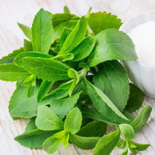 Stewia, Stevia rebaudiana