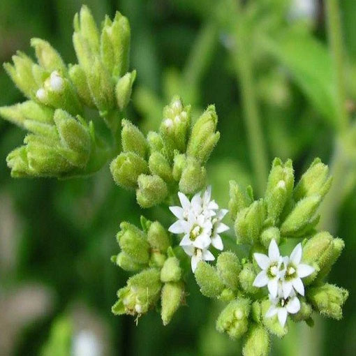 Stewia, Stevia rebaudiana