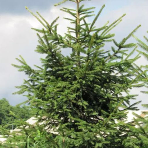 Świerk pospolity Picea, Picea abies