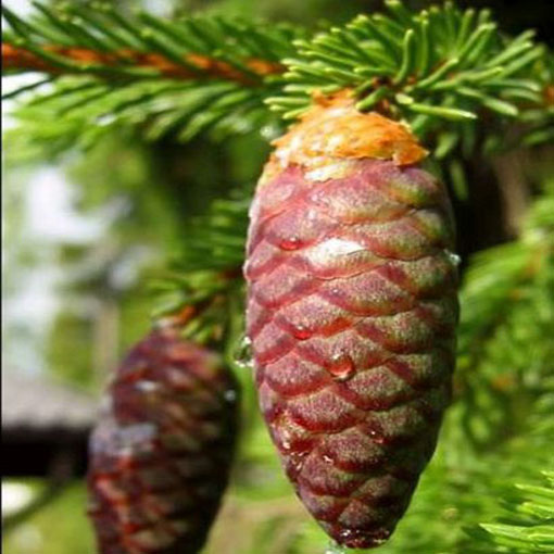 Świerk pospolity Picea, Picea abies