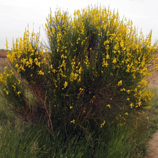 Szczodrzewnica sitowa, Spartimum junceum