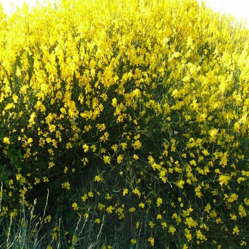 Szczodrzewnica sitowa, Spartimum junceum