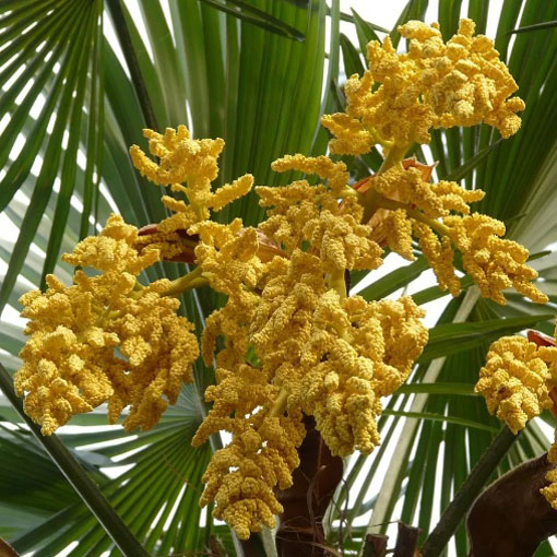 Szorstkowiec Fortunnego, Trachycarpus fortunei